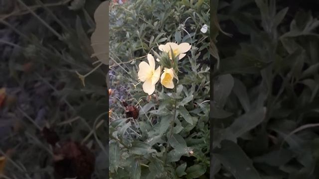 Чудо-цветок смотреть онлайн