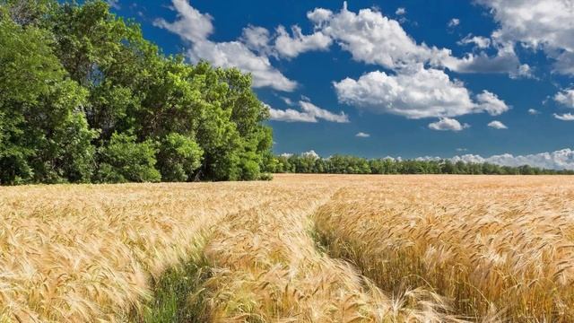 971.🎼. Raul Di Blasio - “Otonal” смотреть онлайн