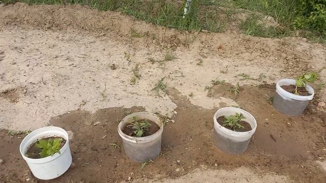 #клубника#цветы#роза#майорка#сад#Махамбет смотреть онлайн