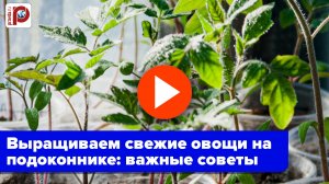 Огород на подоконнике: 9 важных советов для богатого урожая - удивитесь, как это просто!
