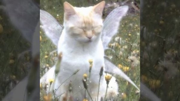 прыгаю в любимый мерс