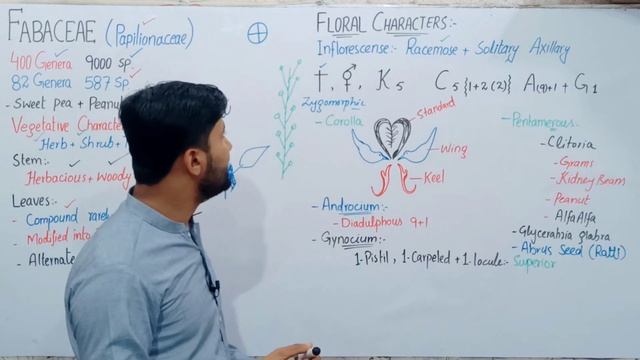 9.13 Papillonaceae | General Characters economical importance of Family Fabaceae Papillonaceae смотреть онлайн