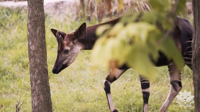 Okapi смотреть онлайн