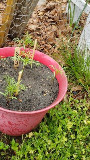 Planting Flowers Day 22!!!!!!!!!!!!!!!!!!!!!! смотреть онлайн