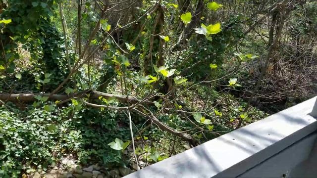 fig wasps working the buds смотреть онлайн