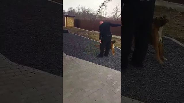 видео почта от владельцев. выпускники "из мира Ангелов".(1) смотреть онлайн