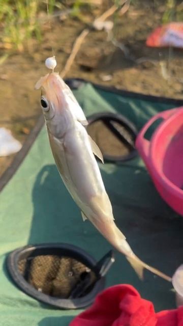 Самая лучшая наживка на уклейку осенью #уклейка #ловляуклейки #уклейканаживка #рыбалкакстово