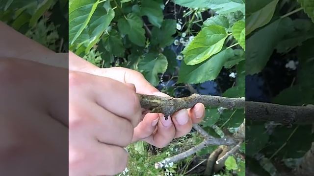 SONO 접목기 J60 나무 접붙이기 접목 기계 감 과일 포도 나무 접가위 원예도구 접목도구 자동 자르기