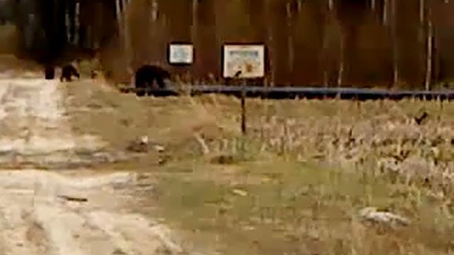 Труба зовёт смотреть онлайн