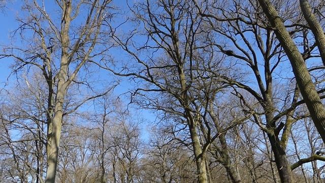 Milvus milvus vs Milvus migrans смотреть онлайн