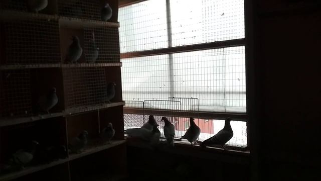 Продолжение знакомства с голубятней смотреть онлайн