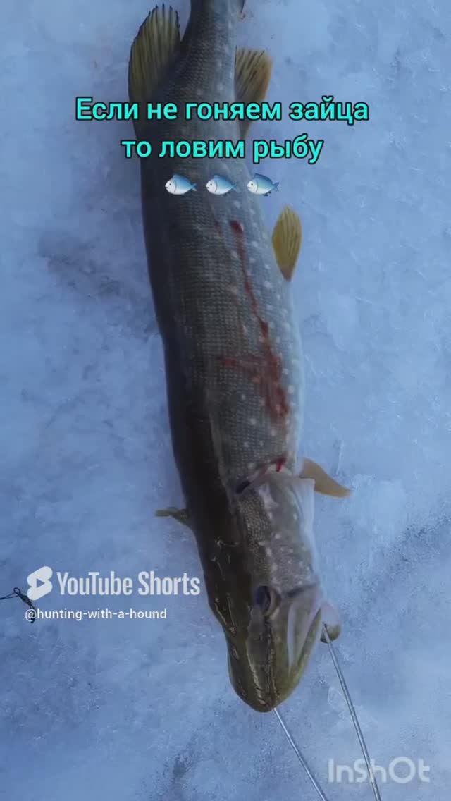 Если не гоняем зайца то ловим рыбу 🐟 🐟 🐟. #рыбалка #fishing #щука#охотасгончей #топ #hunting#tro смотреть онлайн