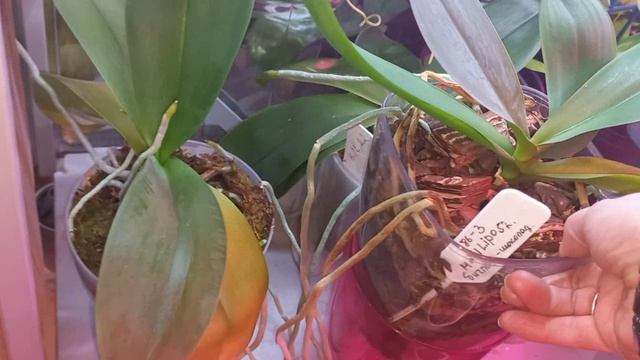 В ДЕРЕВНЮ НО сначало по делам и в орхоквартиру смотреть онлайн