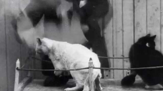 Боксирующие коты / Les chats boxeurs 1898 смотреть онлайн