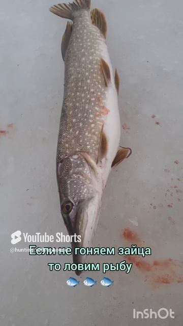 Если не гоняем зайца то ловим рыбу 🐟 🐟 🐟. #рыбалка #fishing #щука#охотасгончей#топ #hunting #tro смотреть онлайн