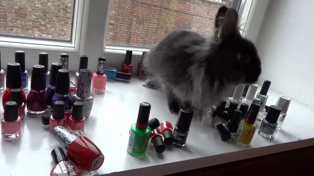 Un lapin et des vernis смотреть онлайн