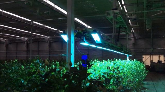 CleanLight UV mildew control applied during night смотреть онлайн