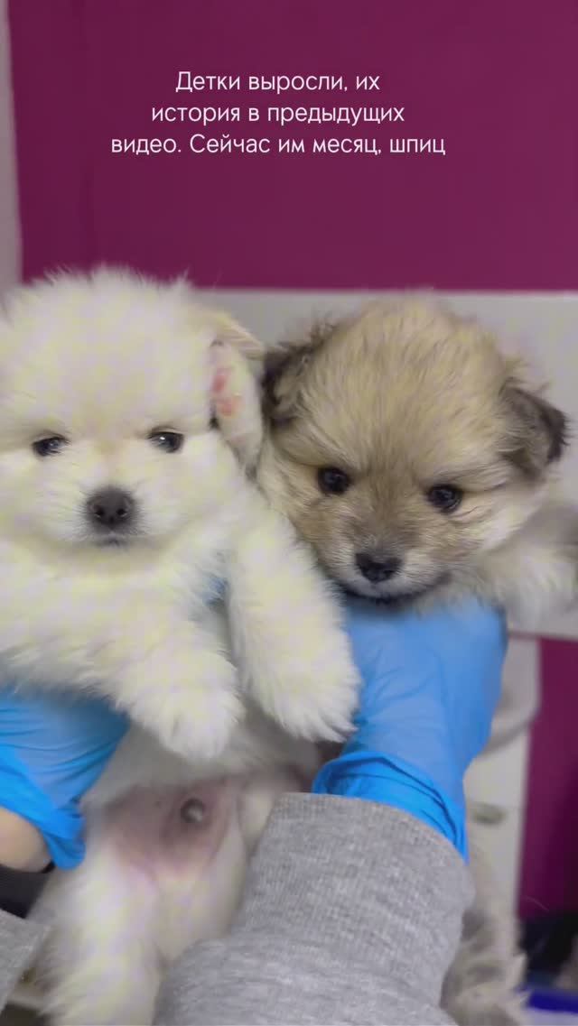 Шпиц, девочка и мальчик, 1 месяц ❤️ История двух малышей в предыдущих видео ✅