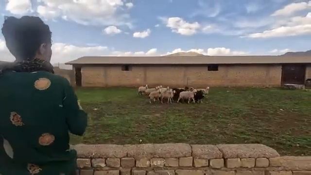 10.04.2024 Ищет повсюду Что случилось с Ее Украденным Стадом смотреть онлайн