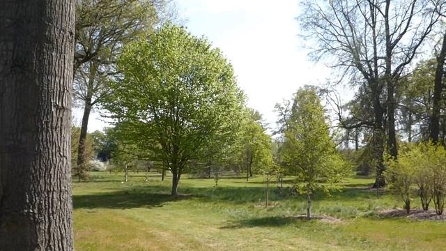 360° spring view of the Werner Wood (April 16th 2020) смотреть онлайн