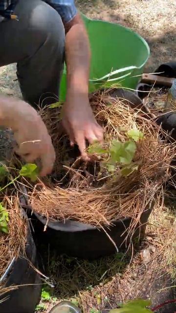 SWEET POTATO PLANTING IN GROW BAGS | #SHORTS смотреть онлайн