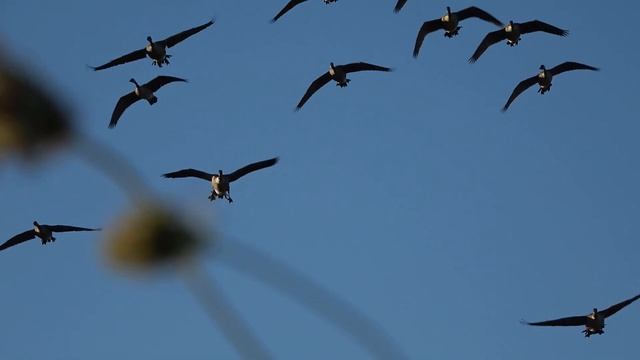 24 BIRD SHOOT! Early Season Canada Goose Hunting 2020