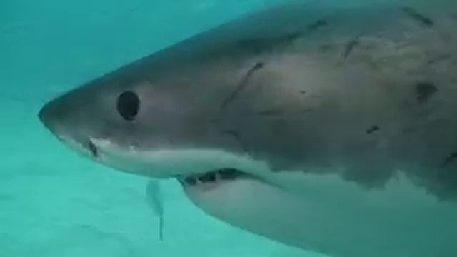Great White Shark Dive - Rodney Fox Shark Expeditions