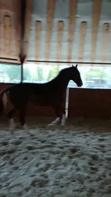 КСК АЛМАЗОВО +7 (495) 320-88-84. Подписывайтесь на канал! #shorts #shortshorse #horse смотреть онлайн