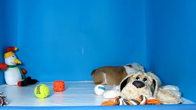Bulldog Ingles Macho REF: 227 84 Venta de perros. Comprar cachorros de perro Bulldog Ingles смотреть онлайн