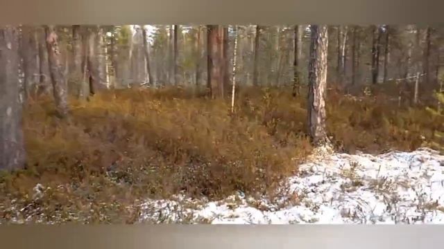 Осенняя охота на рябчика 2022 смотреть онлайн