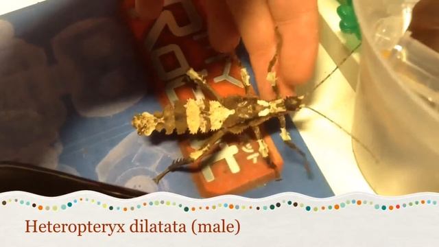Male Jungle Nymph (Malaysian Stick Insect) смотреть онлайн