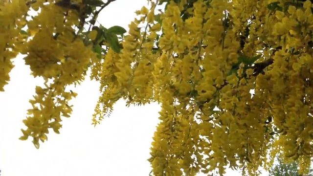 Laburnum - bees love it. смотреть онлайн