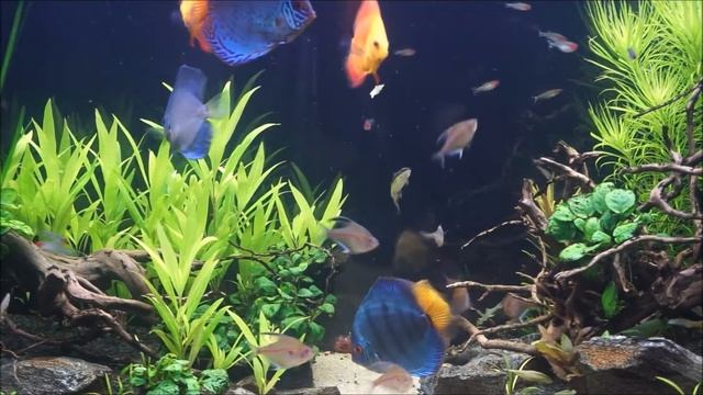 Rena Aqualife 450L Discus tank from low-tech to high-tech. смотреть онлайн