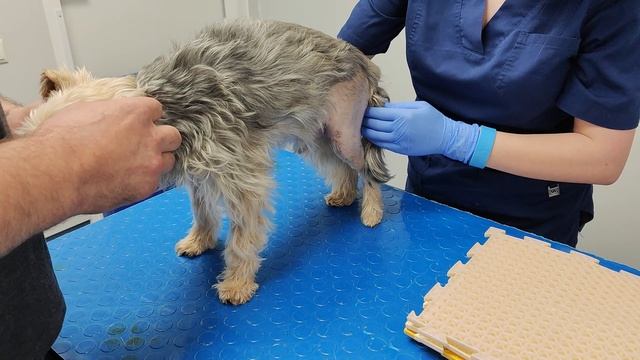 Реабилитация собаки после операции TPLO на коленный сустав. смотреть онлайн