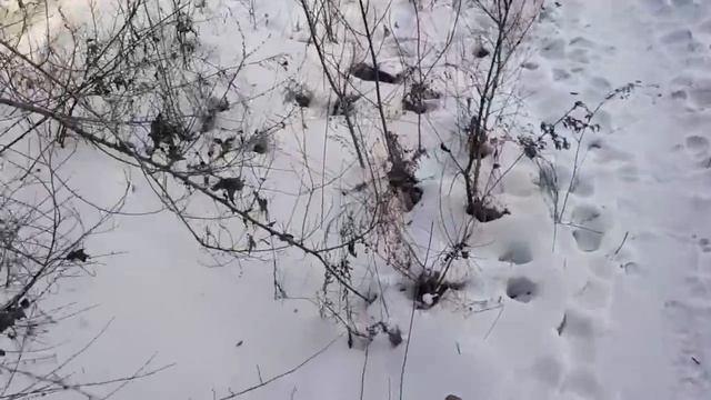 Хрен вам, а не мусорная реформа в Хакасии смотреть онлайн