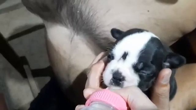 Pakain at padede kay Crowny / Bea's French Bulldog Puppy #2 Compilation | LijelloSalvaña blog смотреть онлайн