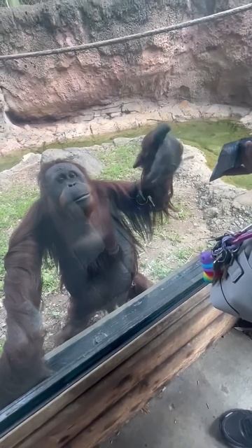 This Orangutan Takes Snooping To A Whole New Level! 👀🦧 | 🎥Collab #shorts #orangutan