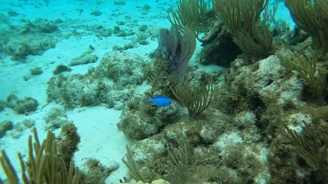 Grand Cayman 2018 смотреть онлайн