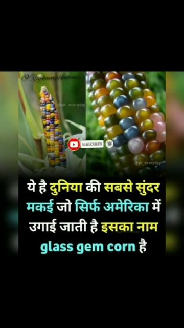 Glass Gem Corn: ('ग्लास जेम कॉर्न') रंग बिरंगे जेम जैसे दानों वाला भुट्टा 🤔😯 #shorts #facts Ll