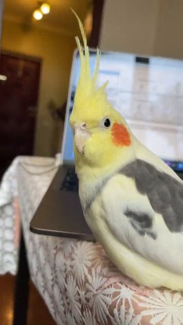 Попугай Карелла#shorts #parrot #corella Corella the Parrot смотреть онлайн