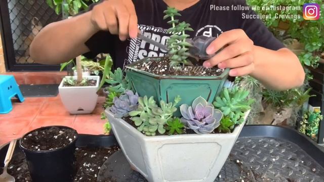 2 Tier Hexagon Planter Succulent Arrangement смотреть онлайн