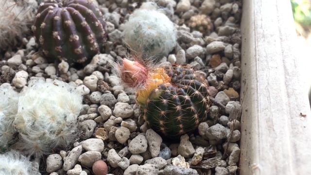 ฝักแคคตัสที่ผสมหักร่วง ช่างมันเนอะ เราไม่ง้อ