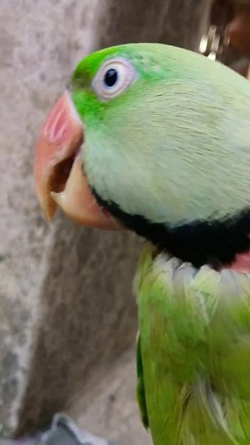 itni dhup mein pakshiyon ka halat  🦜 🦜 #youtubeshorts #parrotsounds #talkingparrot #birdsounds