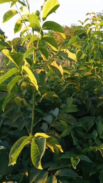 Орех Чандлер и Дубы Колдуны.