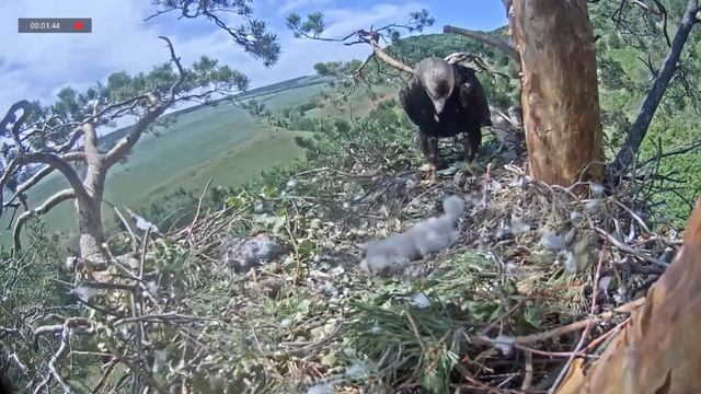 04.06.2021 11:56 пересменка -Алтынай вылет. Алтын в гнездо смотреть онлайн