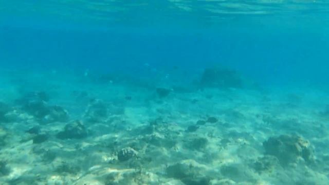 Подводный мир Красного моря / Дайвинг в Хургаде (Египет) / Снорклинг смотреть онлайн