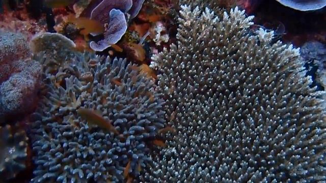 Raja Ampat - Diving at Melissa's Garden, смотреть онлайн