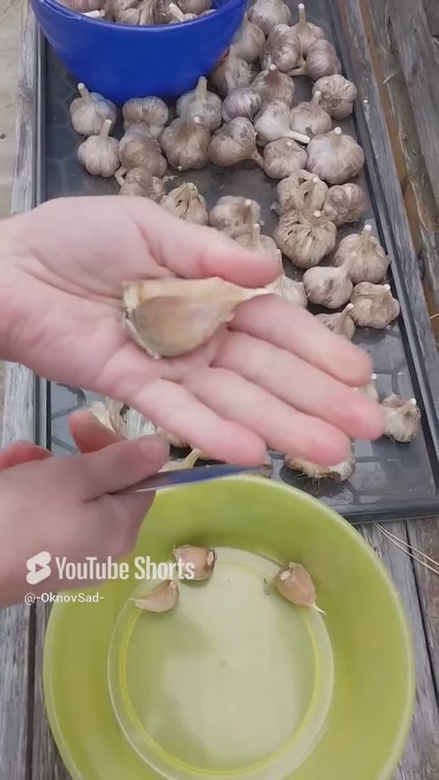 Посадка Чеснока.