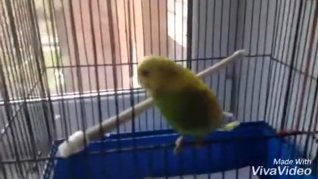 Милый волнистый попугай Тиша