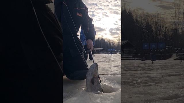 Поимки на поставушку смотреть онлайн